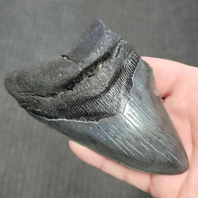 Fossil Bargain 90% Complete Megalodon Shark Tooth - STBAR90-57 - Image 2