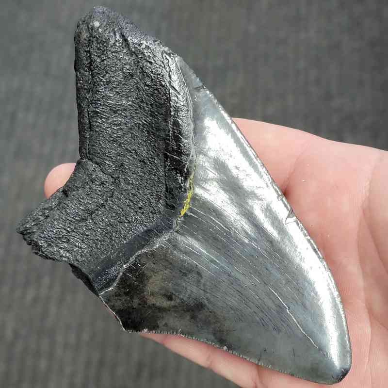 Fossil Bargain 90% Complete Megalodon Shark Tooth - STBAR90-57 - Image 3