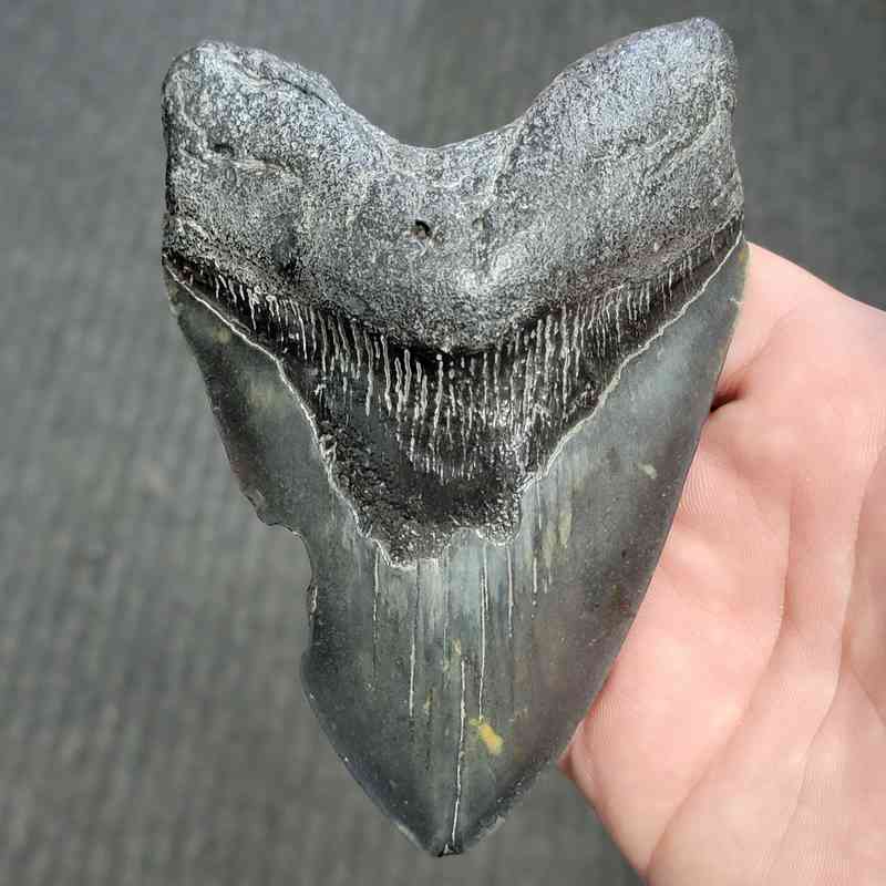 Fossil Bargain 90% Complete Megalodon Shark Tooth - STBAR90-60