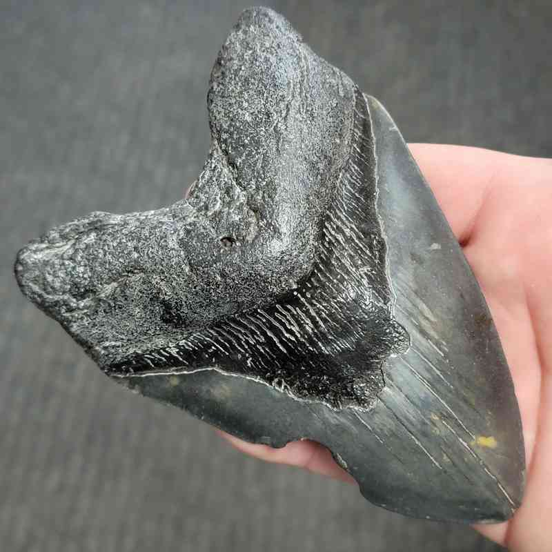 Fossil Bargain 90% Complete Megalodon Shark Tooth - STBAR90-60 - Image 2