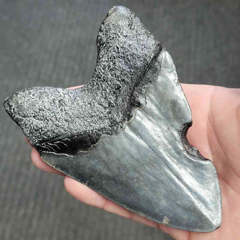 Fossil Bargain 90% Complete Megalodon Shark Tooth - STBAR90-60 - Image 3