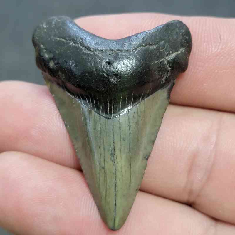 Fossil Megalodon Shark Tooth - STCOM1.5-11