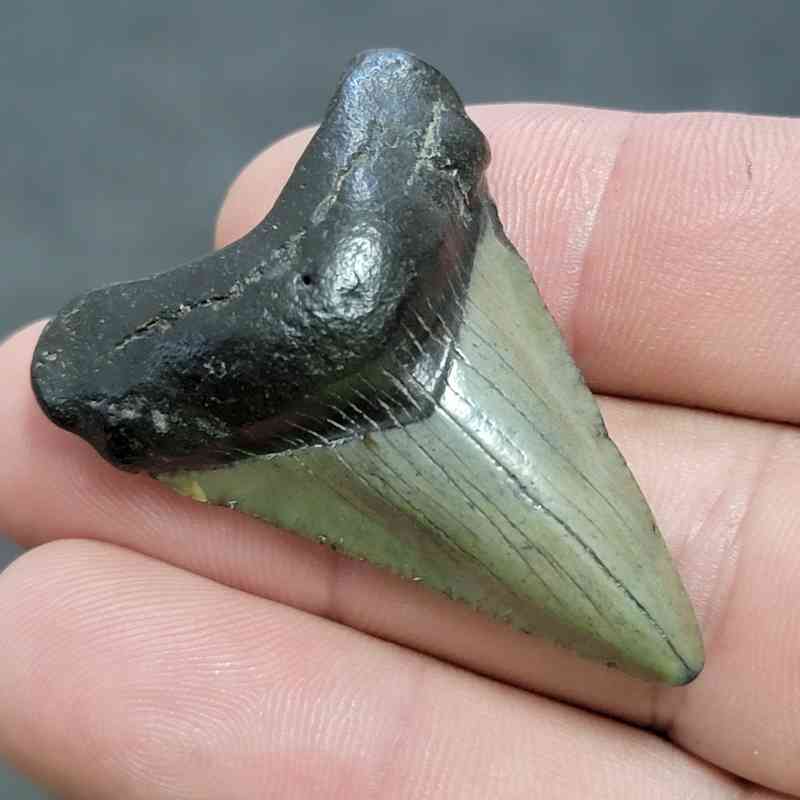 Fossil Megalodon Shark Tooth - STCOM1.5-11 - Image 2