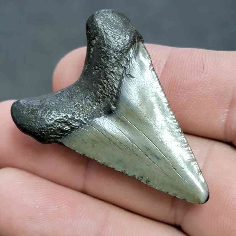 Fossil Megalodon Shark Tooth - STCOM1.5-11 - Image 3