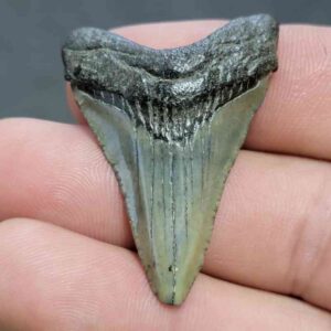 Fossil Megalodon Shark Tooth - STCOM1.5-50