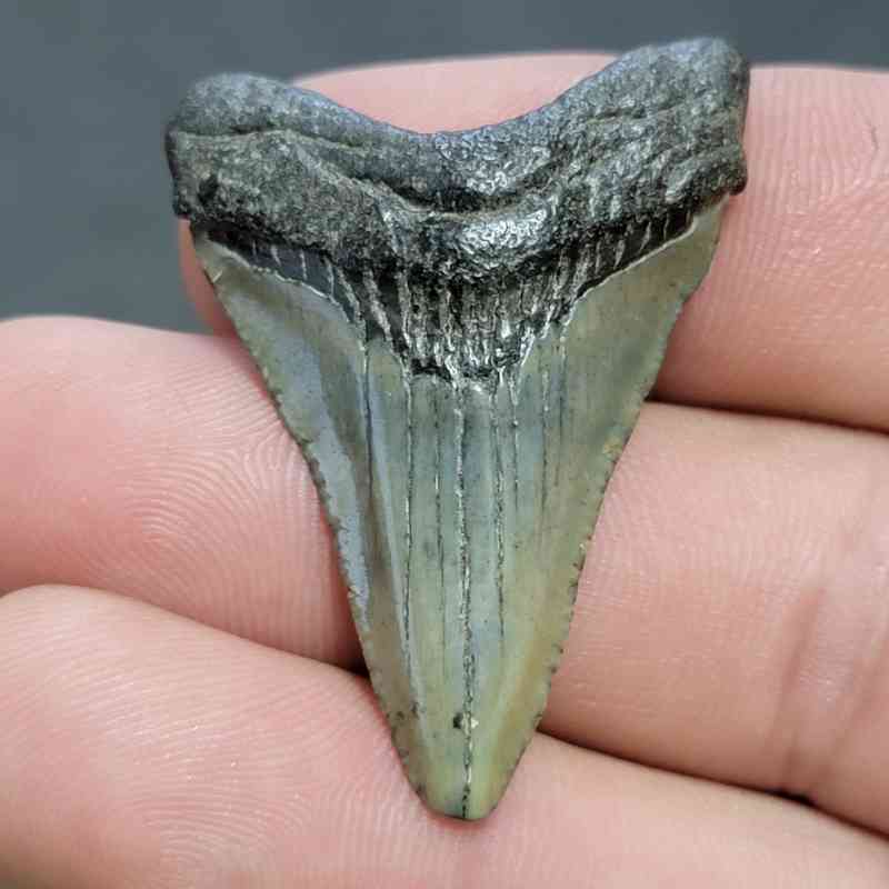 Fossil Megalodon Shark Tooth - STCOM1.5-50