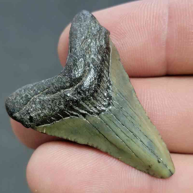 Fossil Megalodon Shark Tooth - STCOM1.5-50 - Image 2