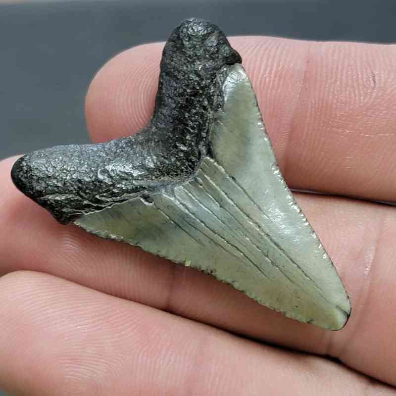 Fossil Megalodon Shark Tooth - STCOM1.5-50 - Image 3