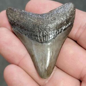 Fossil Megalodon Shark Tooth - STCOM2-10