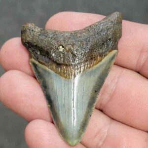 Fossil Megalodon Shark Tooth - STCOM2-11