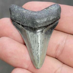 Fossil Megalodon Shark Tooth - STCOM2-12