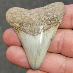 Fossil Megalodon Shark Tooth - STCOM2-14