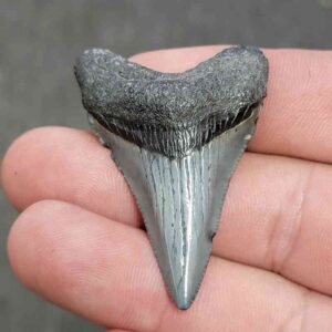 Megalodon Shark Tooth - STCOM2-22