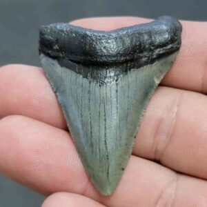 Fossil Megalodon Shark Tooth - STCOM2-3