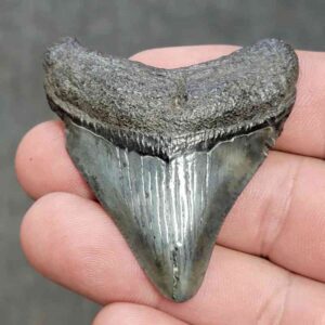 Megalodon Shark Tooth - STCOM2-34