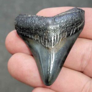 Megalodon Shark Tooth - STCOM2-36