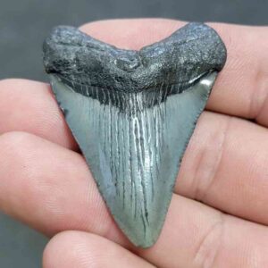 Fossil Megalodon Shark Tooth - STCOM2-4