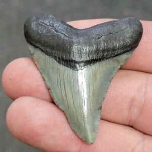Megalodon Shark Tooth - STCOM2-40