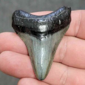 Megalodon Shark Tooth - STCOM2-41