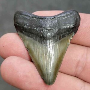 Megalodon Shark Tooth - STCOM2-43