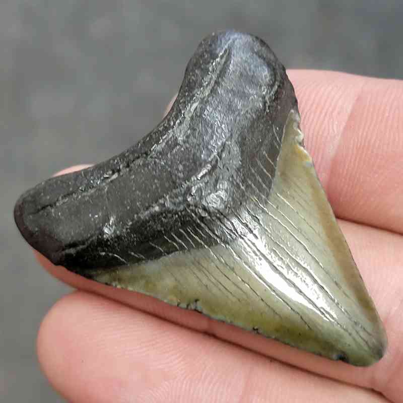 Fossil Megalodon Shark Tooth - STCOM2-43 - Image 2