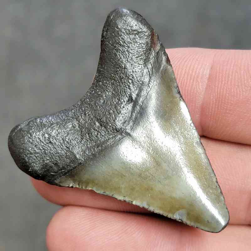 Fossil Megalodon Shark Tooth - STCOM2-43 - Image 3