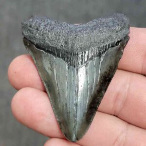 Megalodon Shark Tooth - STCOM2-46