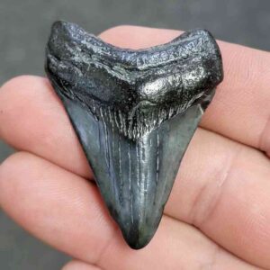 Fossil Megalodon Shark Tooth - STCOM2-6