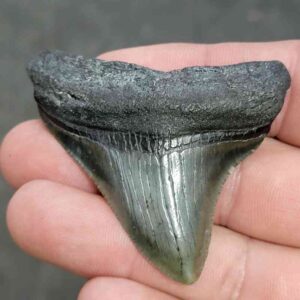 Fossil Megalodon Shark Tooth - STCOM2-7