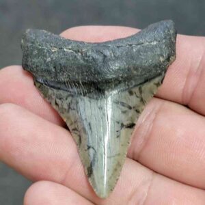 Fossil Megalodon Shark Tooth - STCOM2-8