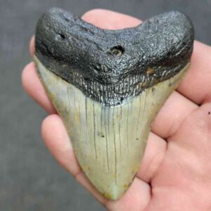 Fossil Megalodon Shark Tooth - STCOM3-1