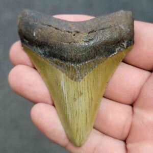 Fossil Megalodon Shark Tooth - STCOM3-2