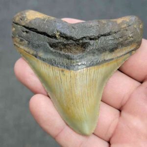 Fossil Megalodon Shark Tooth - STCOM3-54