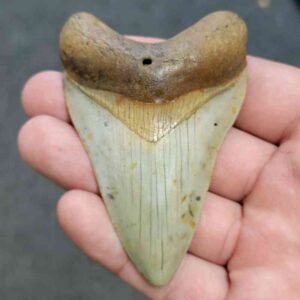 Fossil Megalodon Shark Tooth - STCOM3-7