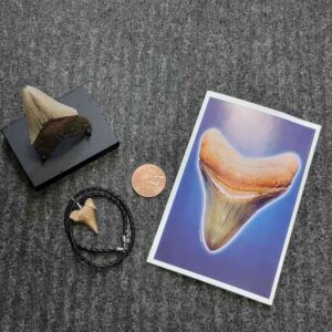 Fossil Megalodon Shark Tooth Gift Pack - STGP-1