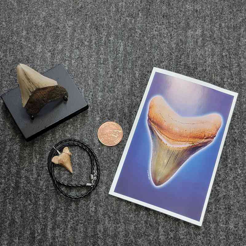 Fossil Megalodon Shark Tooth Gift Pack - STGP-1
