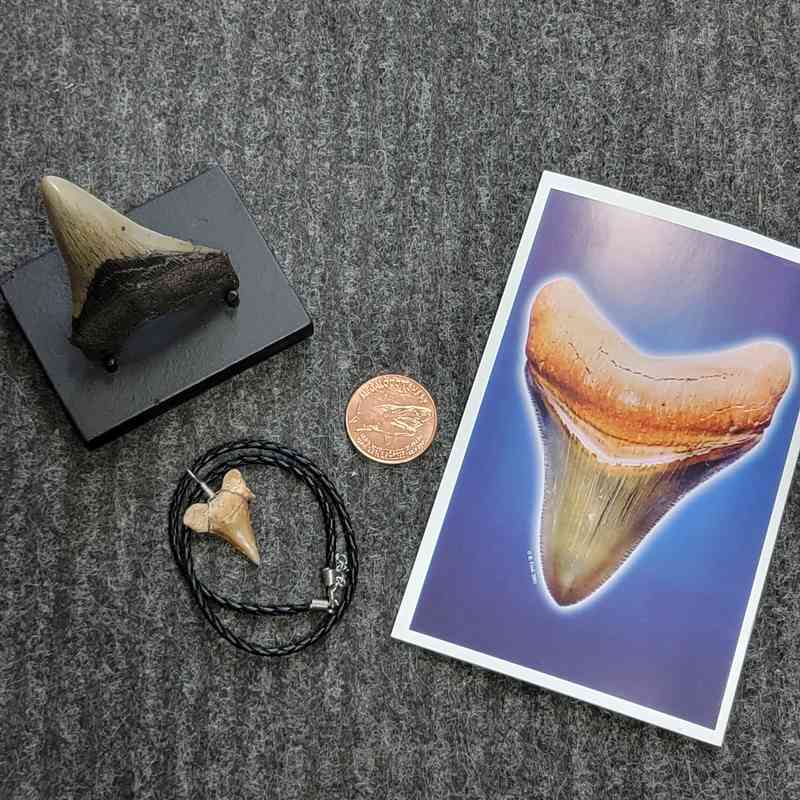 Fossil Megalodon Shark Tooth Gift Pack - STGP-10