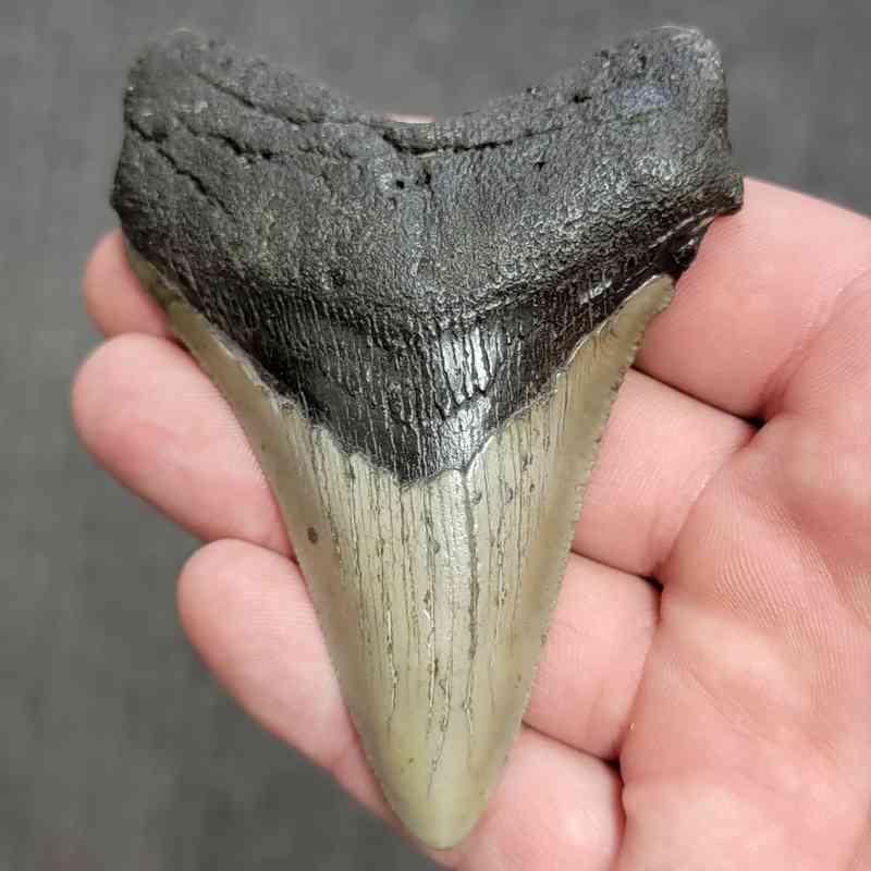 Fossil Megalodon Shark Tooth Gift Pack - STGP-10 - Image 2