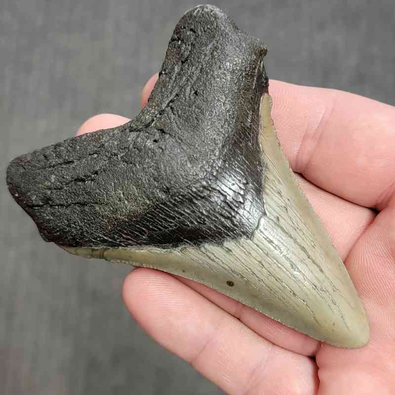 Fossil Megalodon Shark Tooth Gift Pack - STGP-10 - Image 3