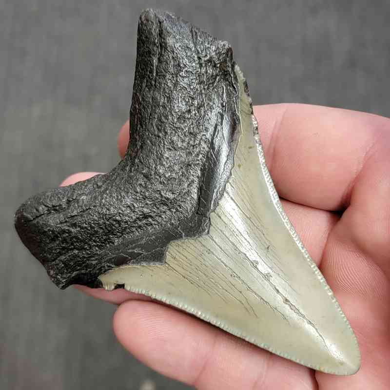 Fossil Megalodon Shark Tooth Gift Pack - STGP-10 - Image 4