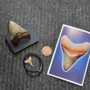 Fossil Megalodon Shark Tooth Gift Pack - STGP-11