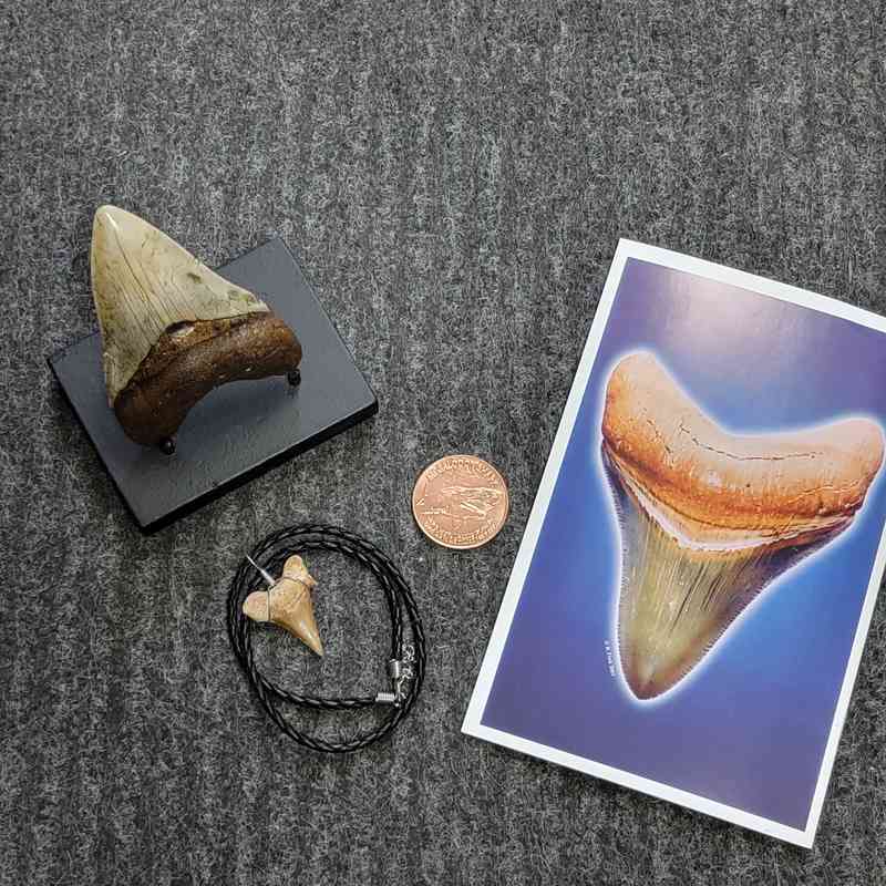 Fossil Megalodon Shark Tooth Gift Pack - STGP-11