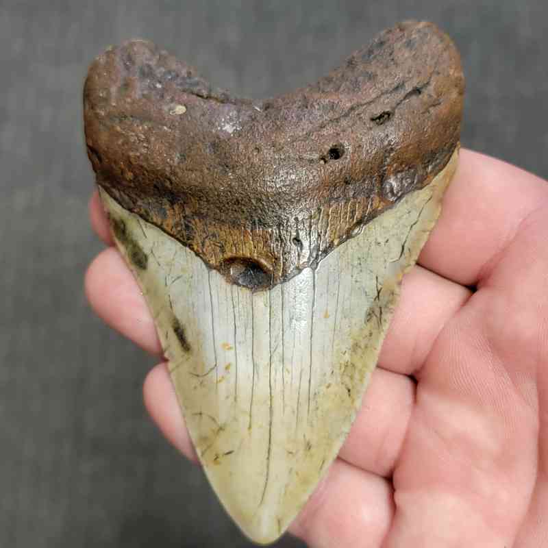 Fossil Megalodon Shark Tooth Gift Pack - STGP-11 - Image 2