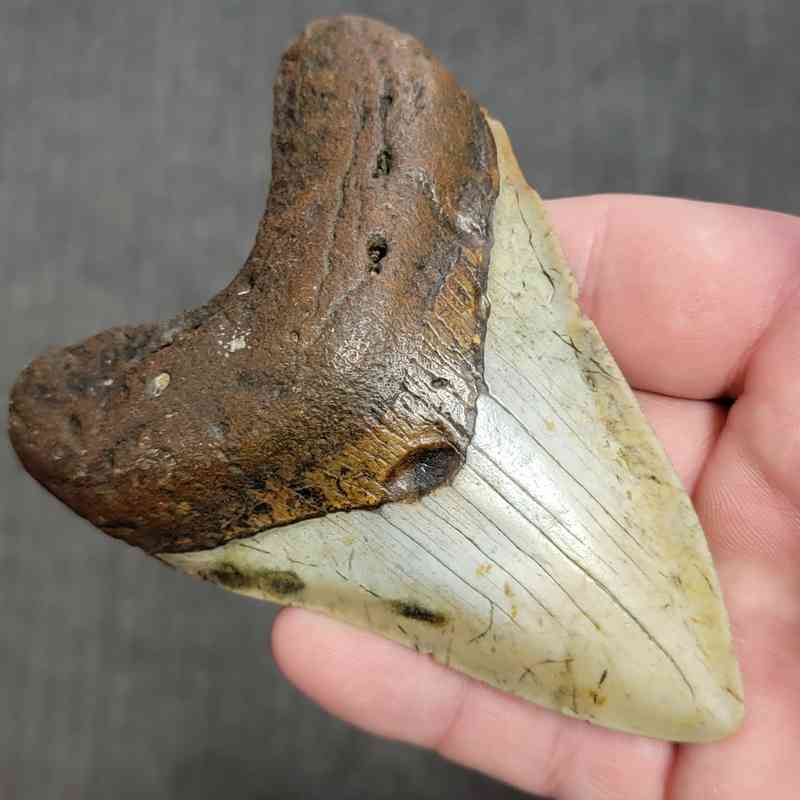 Fossil Megalodon Shark Tooth Gift Pack - STGP-11 - Image 3