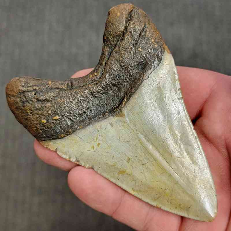 Fossil Megalodon Shark Tooth Gift Pack - STGP-11 - Image 4