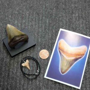 Fossil Megalodon Shark Tooth Gift Pack - STGP-12