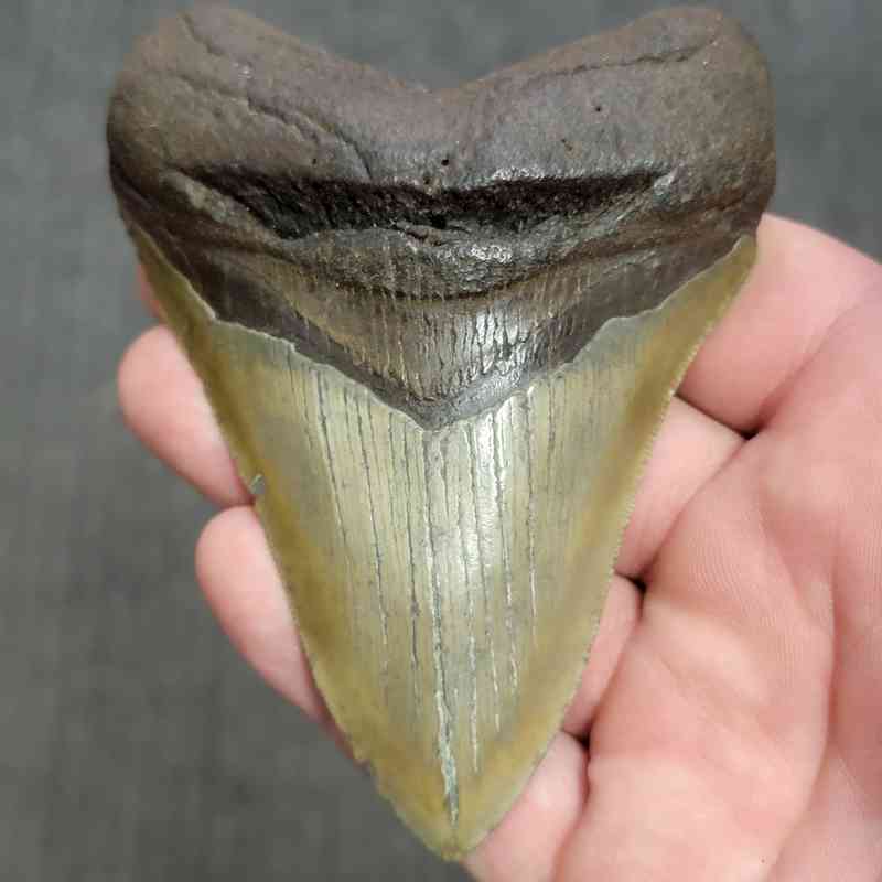 Fossil Megalodon Shark Tooth Gift Pack - STGP-12 - Image 2