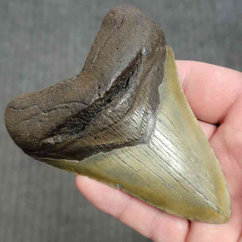 Fossil Megalodon Shark Tooth Gift Pack - STGP-12 - Image 3