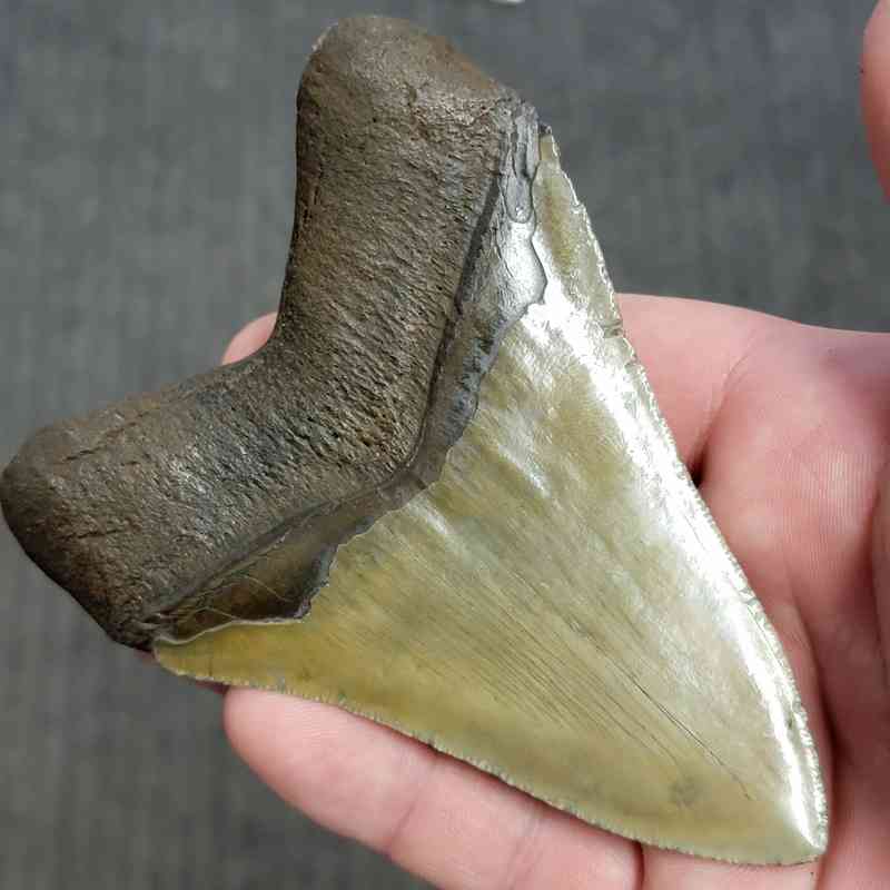 Fossil Megalodon Shark Tooth Gift Pack - STGP-12 - Image 4