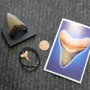 Fossil Megalodon Shark Tooth Gift Pack - STGP-13